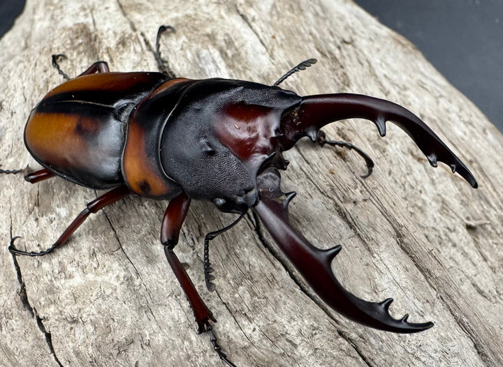 《ミラビリスノコギリクワガタ 63mm ペア》