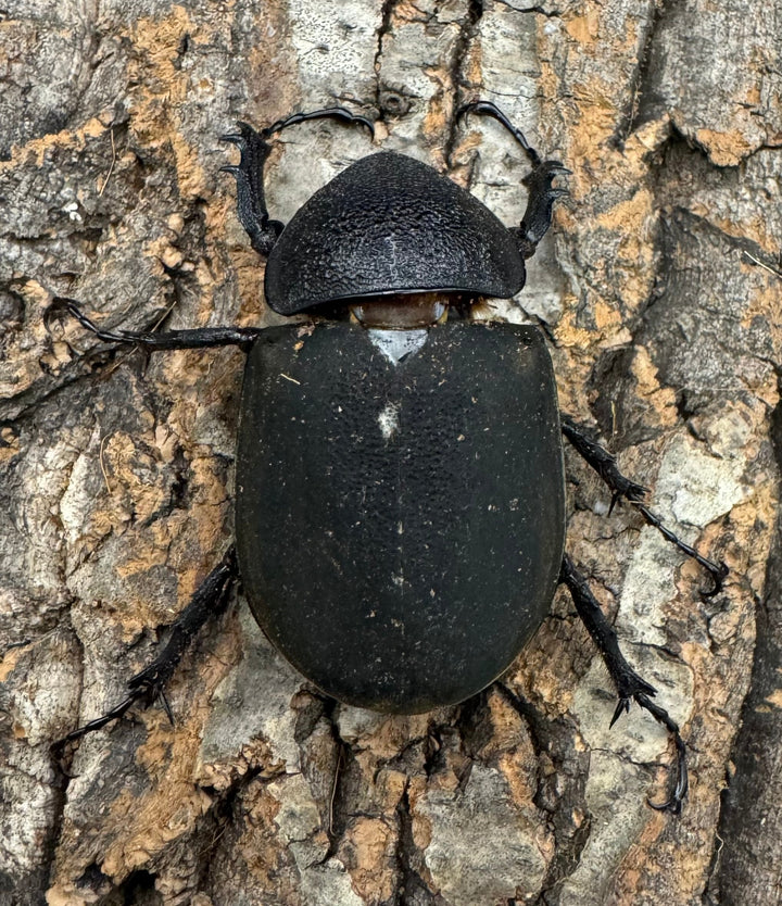 【WD】《ミンダナオアトラスオオカブト 94mm ペア》