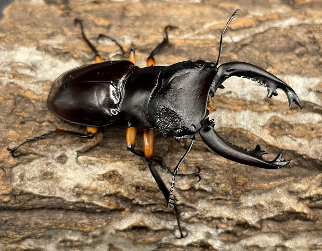 【WD】大型大歯《インペリアリスツヤクワガタ 66mm A’品ペア》