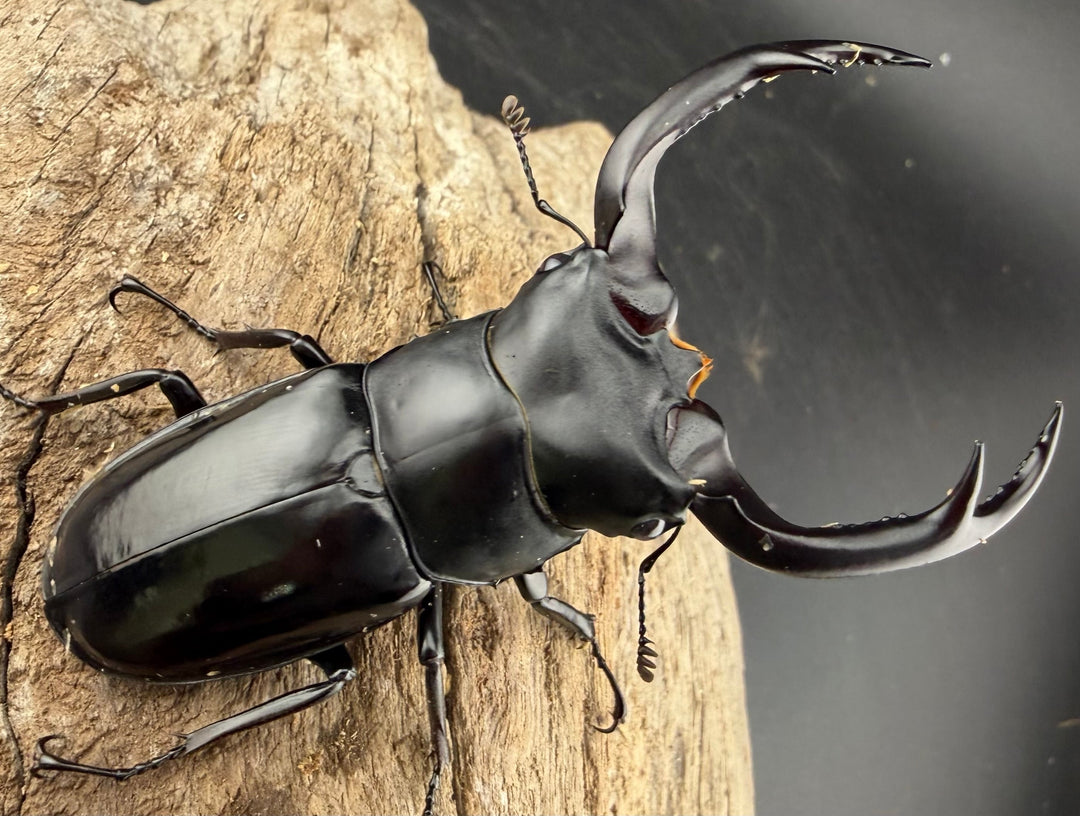 《ウエストウッディ亜種カズミアエ 76mm ペア》