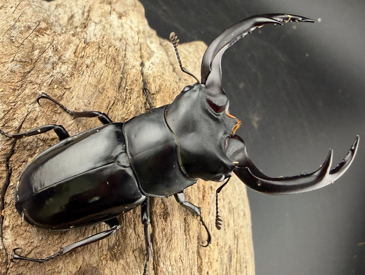 《ウエストウッディ亜種カズミアエ 76mm ペア》