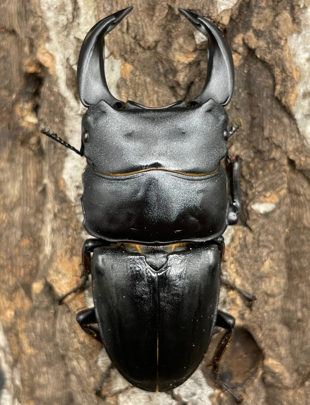 《ホペイオオクワガタ SL血統 73mm ペア》