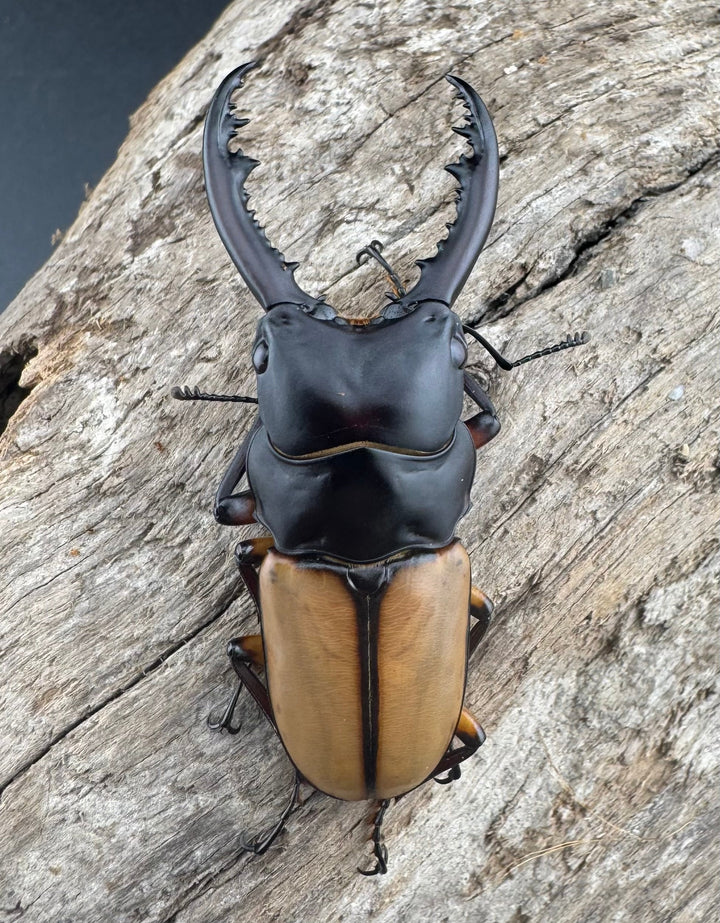 【WF3】《ブルイジンノコギリ原名亜種 49.5mm ♂単》