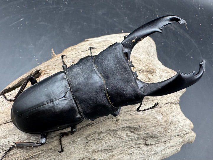 【WD】《西ペレンヒラタ（スラウェシオオヒラタ） 92.5mm ペア》