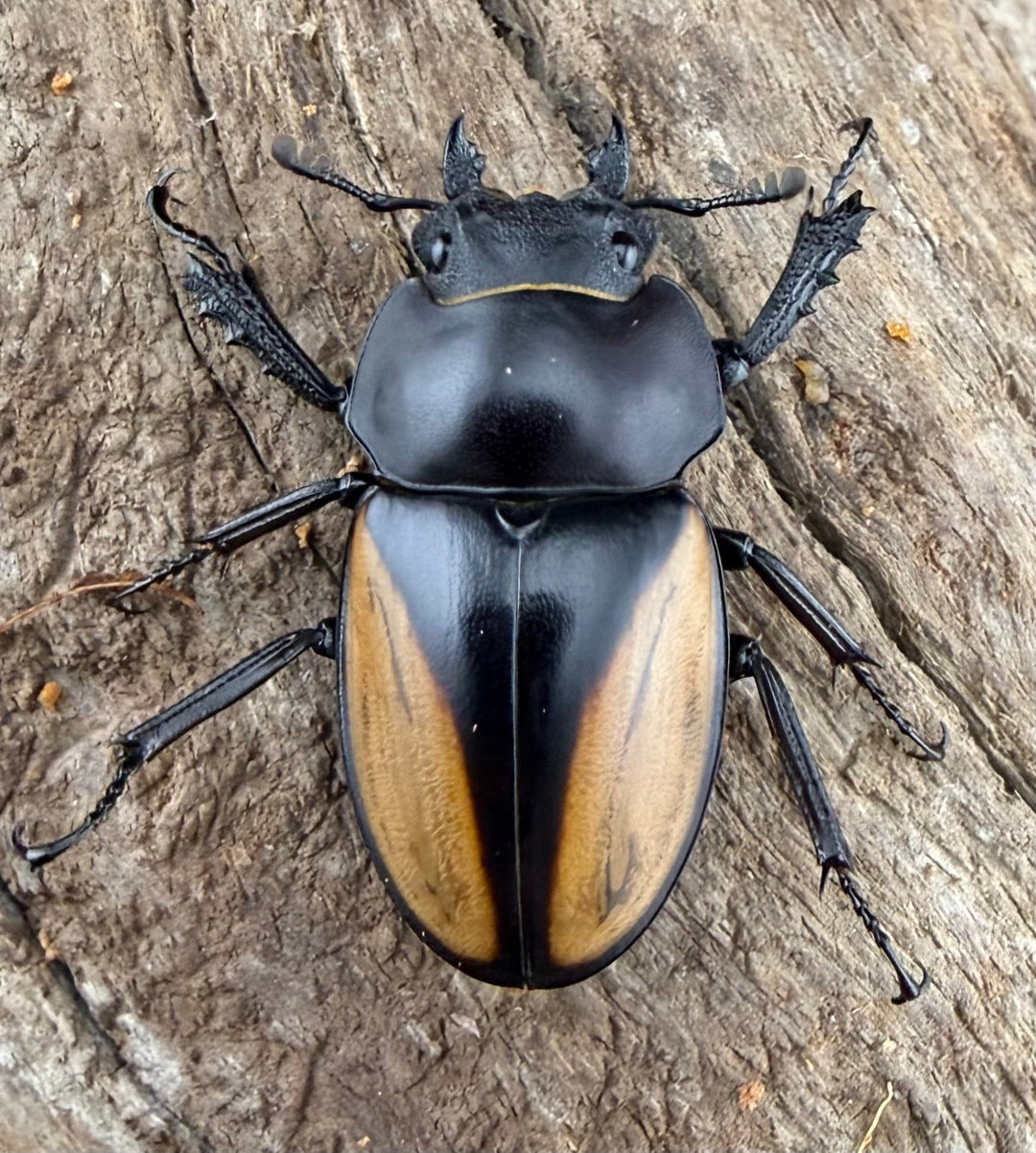 【WD】《パリーマルバネクワガタ 36.5mm ペア》