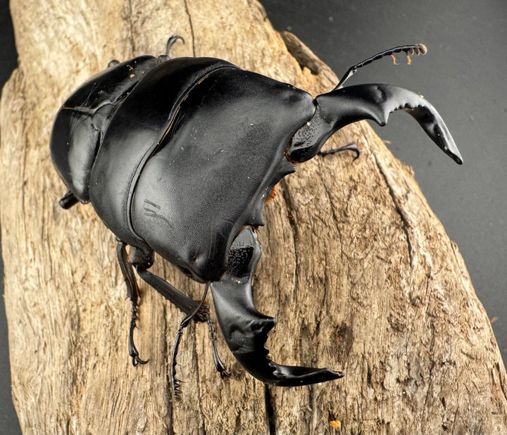 【WD】《ダイオウヒラタ 東ジャワ産 85mm ペア》