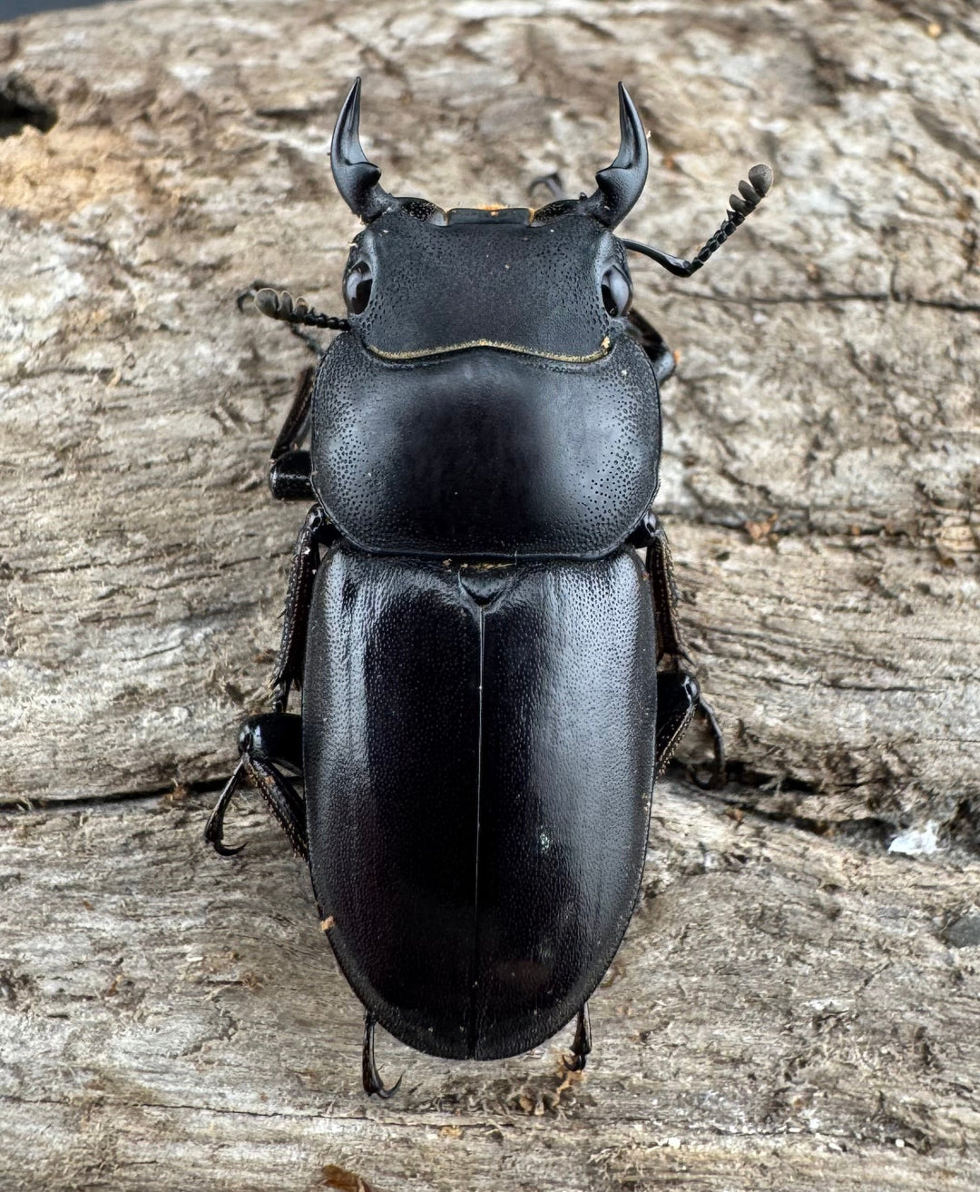 【WD】《ビキヌスコクワガタ 四川省産 28.5mm A'品ペア》