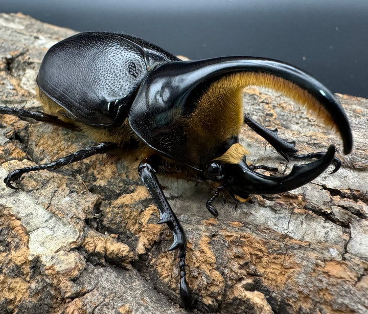 即ブリ《サタンオオカブト 79.5mm ペア》