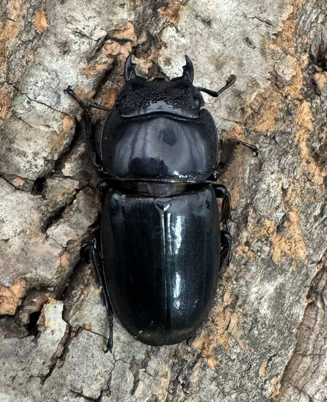 【WD】《東ペレンヒラタクワガタ 86mm ペア》