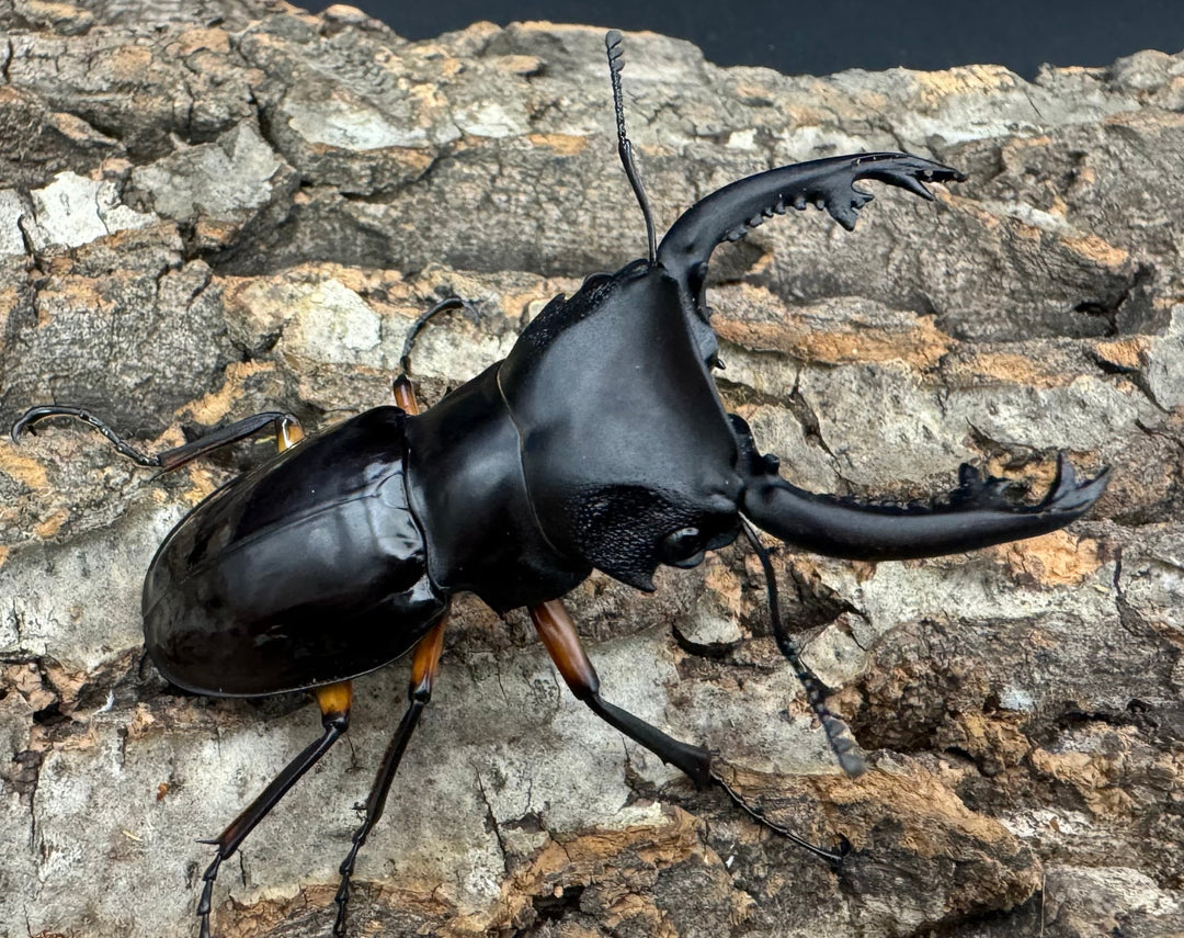 【WD】《インペリアリスツヤ亜種komorii 68mm ペア》