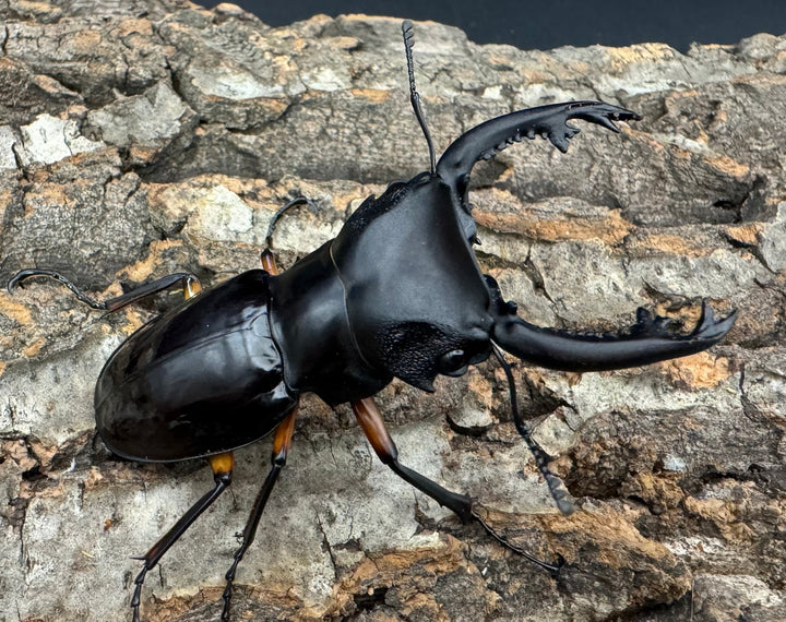 【WD】《インペリアリスツヤ亜種komorii 68mm ペア》