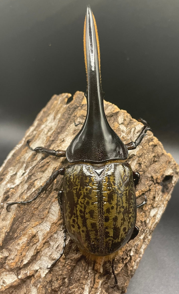 《ヘラクレス・ヘラクレス 126mm ペア》