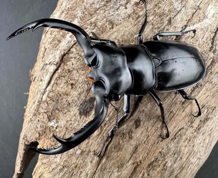 【WD】《ウエストウッディ亜種カズミアエ 雲南省産 72mm ペア》