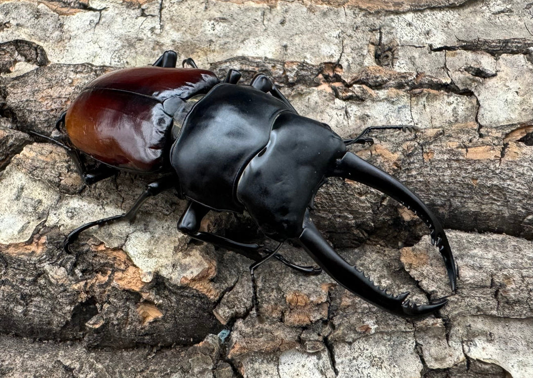 【WF2】《アローコクワ亜種リエン 70mm ♂♀♀トリオ》