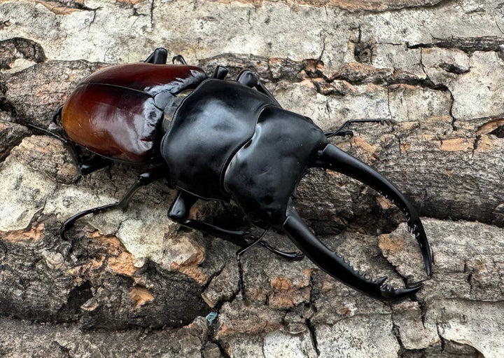 【WF2】《アローコクワ亜種リエン 70mm ♂♀♀トリオ》