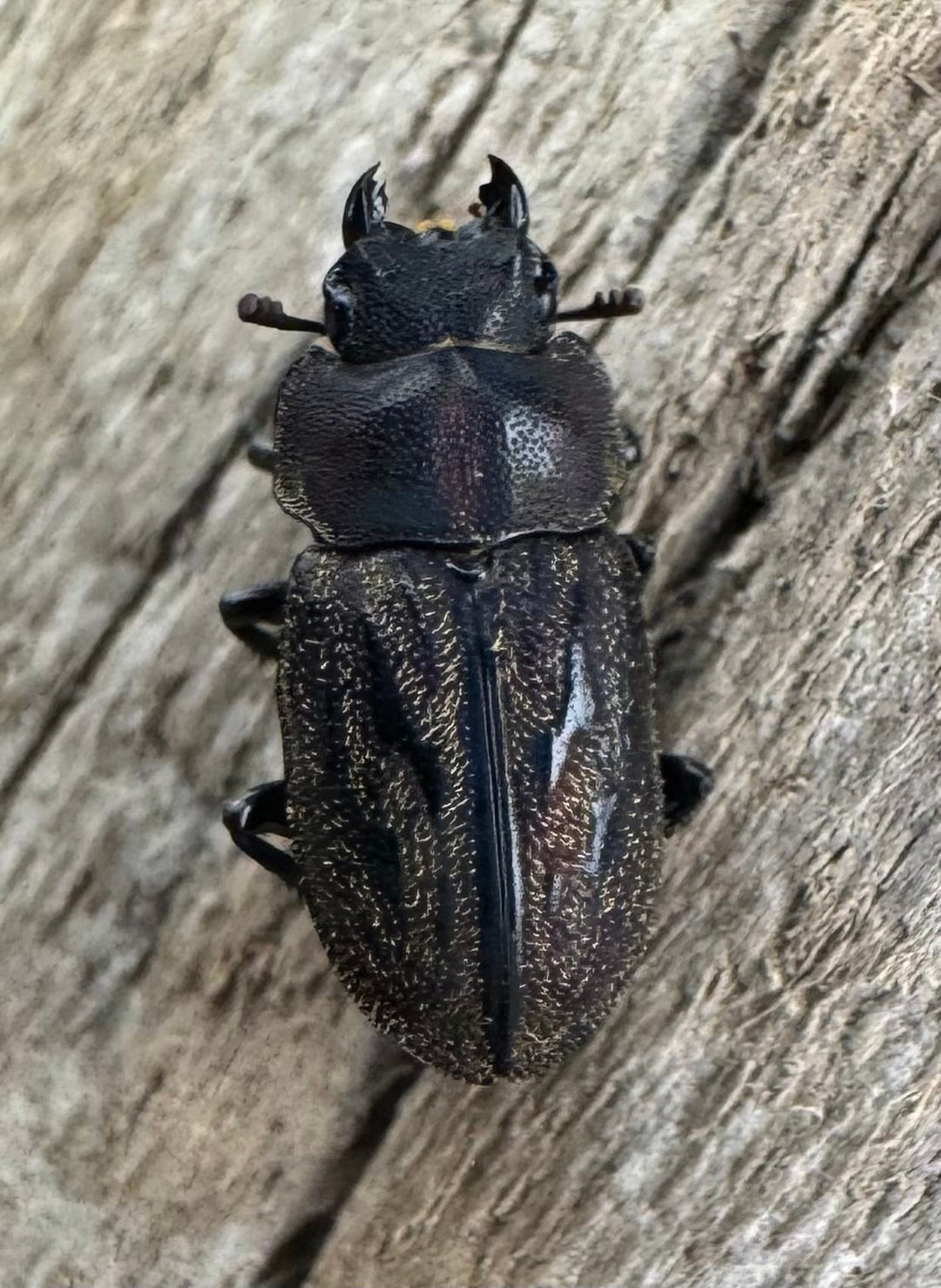 《ペルークワガタ Free ペア》