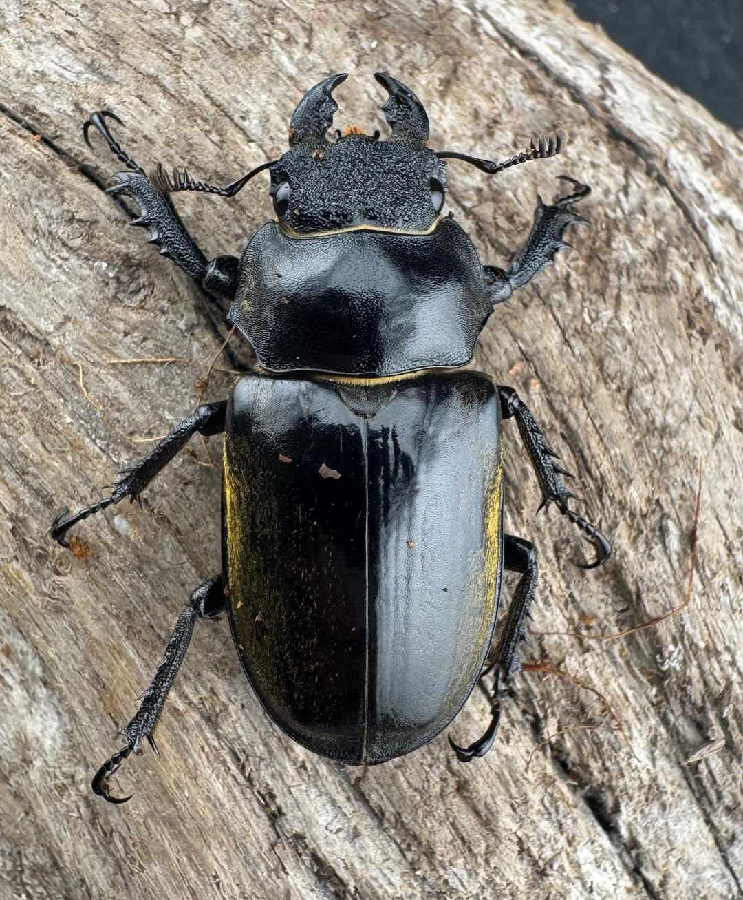 【WD】《チベットミヤマ亜種singularis 67.5mm ペア》