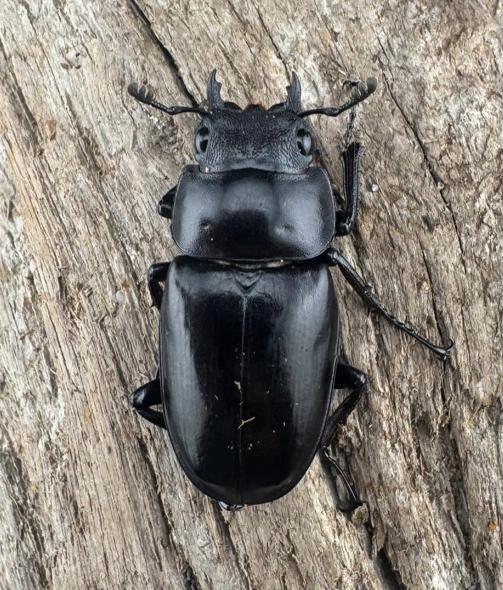 【WD】《 ギラファノコギリ亜種ボロブドゥール 83mm A’品ペア》