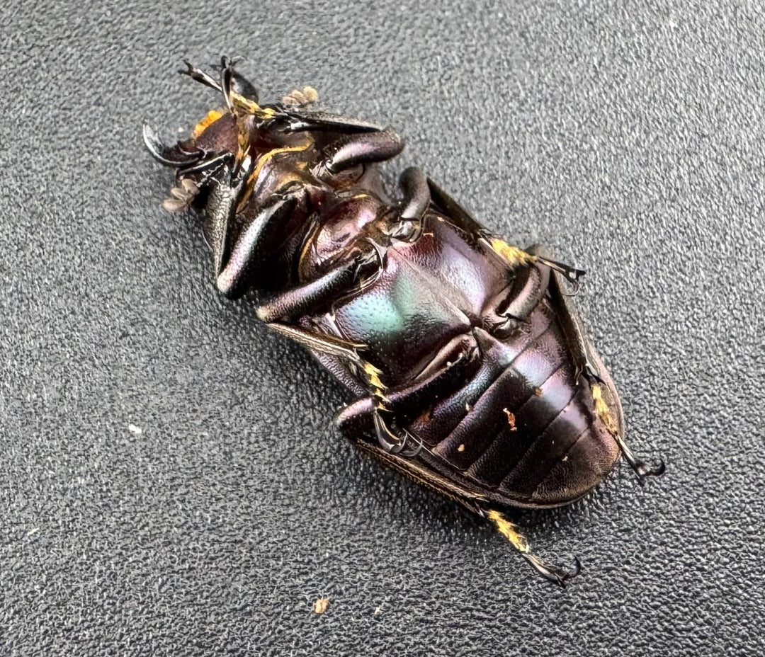 【美麗】《メタリフェルホソアカ亜種finae 73mm ペア》わたくわ氏ブリード個体