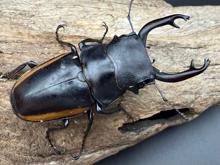 【WD】《スチーブンスツヤ亜種mamaesaensis 73.5mm ペア》