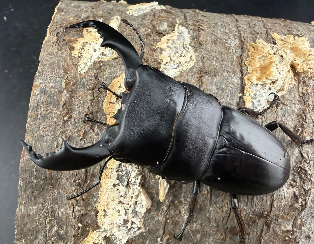 【WD】《スマトラオオヒラタ パダン産 85mm ペア》