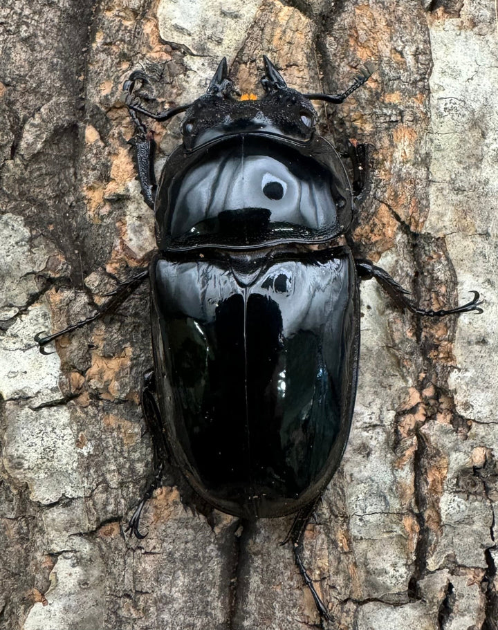 《タランドゥスオオツヤクワガタ 78mm ペア》