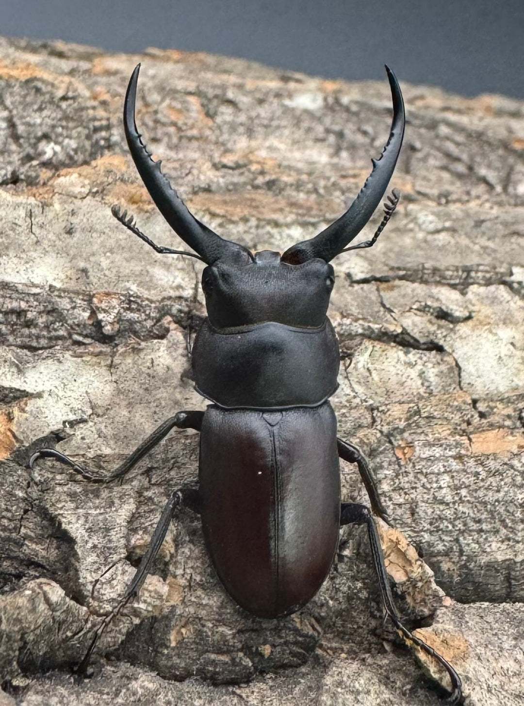 【WD】《グラキリスノコギリヒラタクワガタ 39mm ペア》