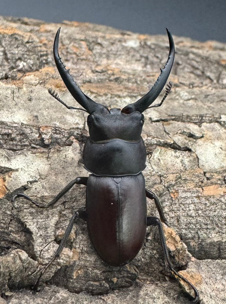 【WD】《グラキリスノコギリヒラタクワガタ 39mm ペア》