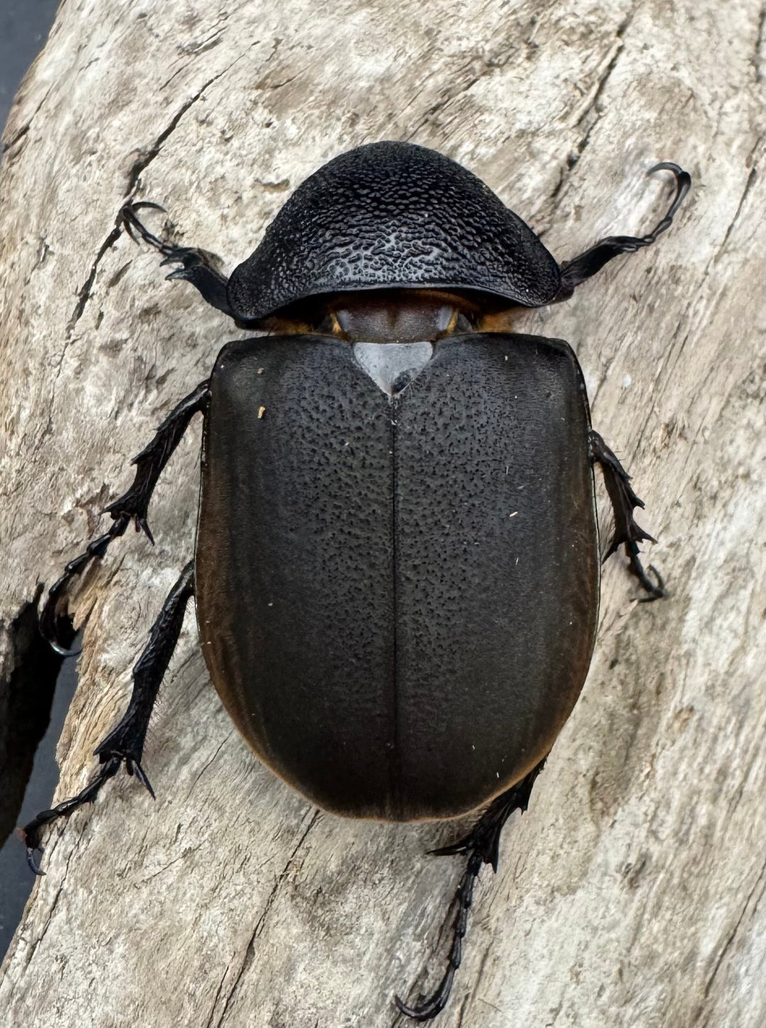 【WD】《ジャワコーカサスオオカブト 97.5mm ペア》