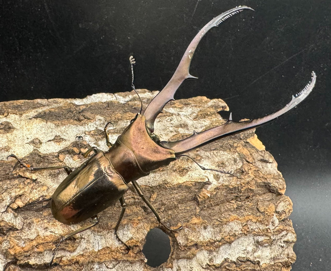 【WD】《メタリフェルホソアカ 83mm ペア》