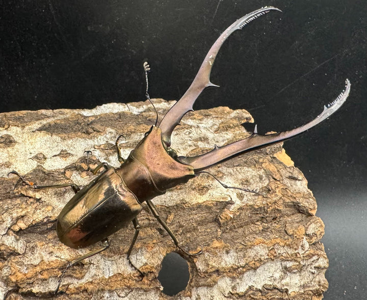 【WD】《メタリフェルホソアカ 83mm ペア》