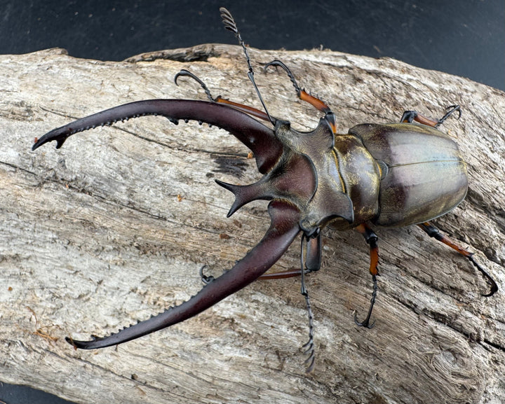 【WD】《プラネットミヤマクワガタ 80mm ペア》