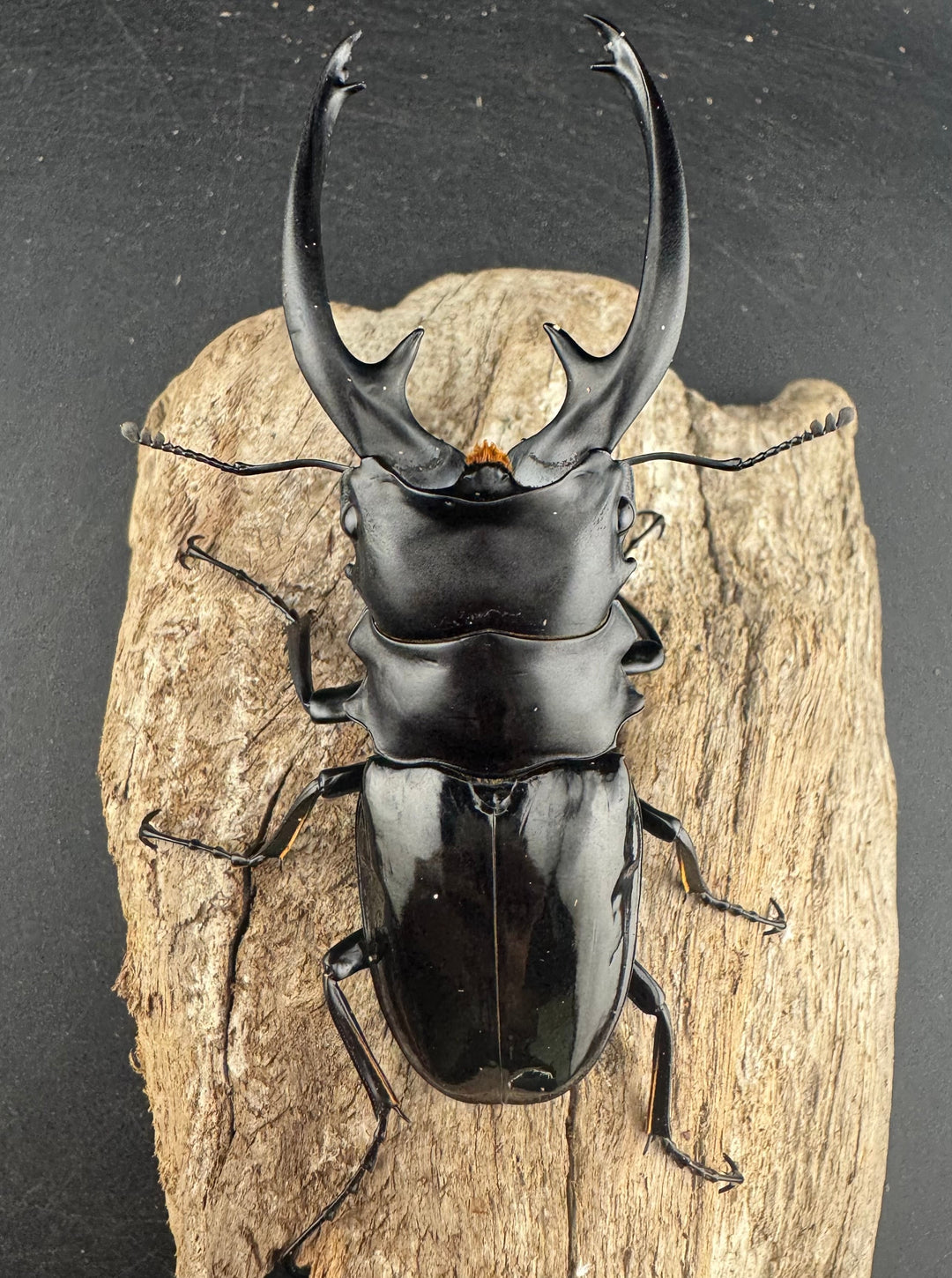 【WD】良型《インターメディアツヤクワガタ ネグロス島産 96mm ペア》