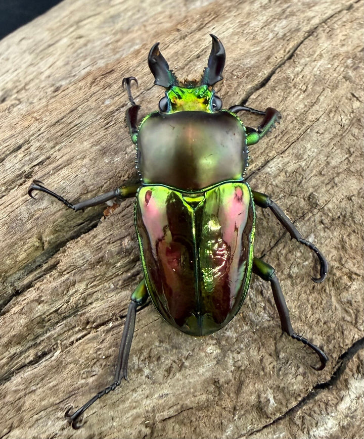 《ニジイロクワガタ 33mm ♂♀♀トリオ》