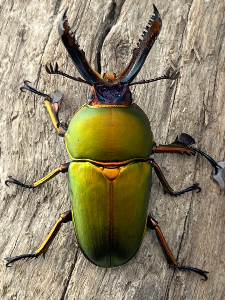 【WD】《パプアキンイロクワガタ アルファック産 38mm ペア》