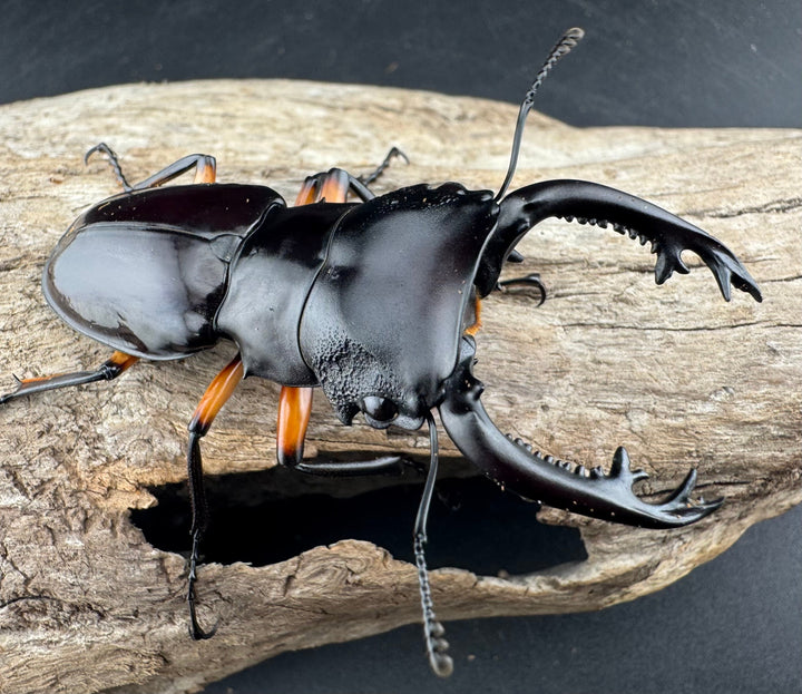 【WD】《インペリアリスツヤ亜種komorii リサル産 64.5mm ペア》