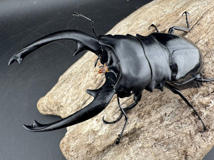 【WD】《インターメディアツヤクワガタ リサル産 93mm ペア》