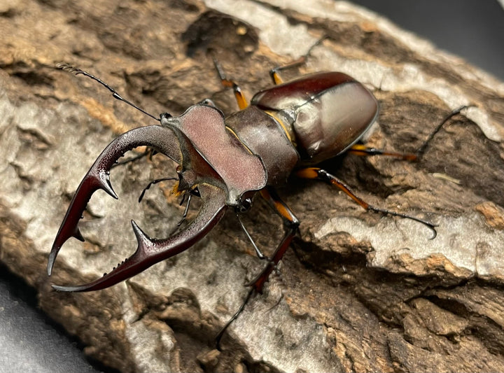 【WD】2018新種記載《ジュシャンミヤマ 60mm ペア A’品》