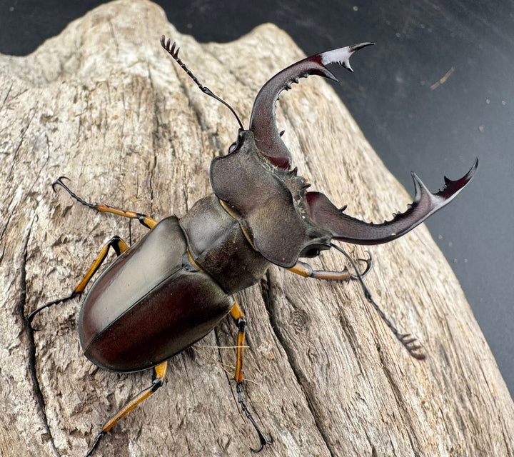 【WD】《フェアメイルミヤマ 雅安市産 54mm ペア》