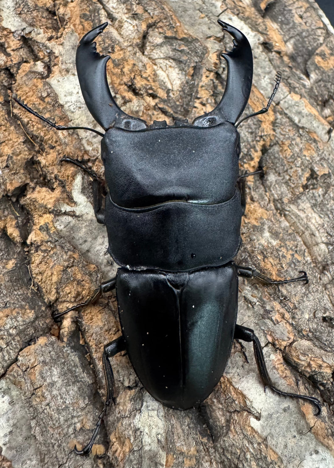 【WD】《西ペレンオオヒラタ（スラウェシオオヒラタクワガタ） 88.5mm ペア》