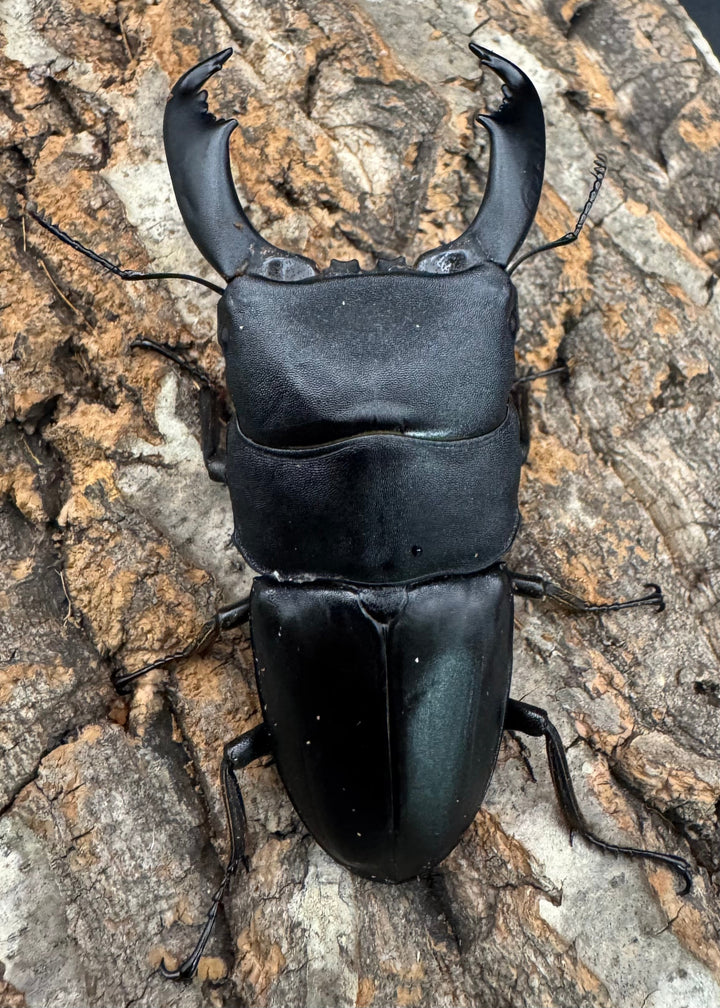 【WD】《西ペレンオオヒラタ（スラウェシオオヒラタクワガタ） 88.5mm ペア》