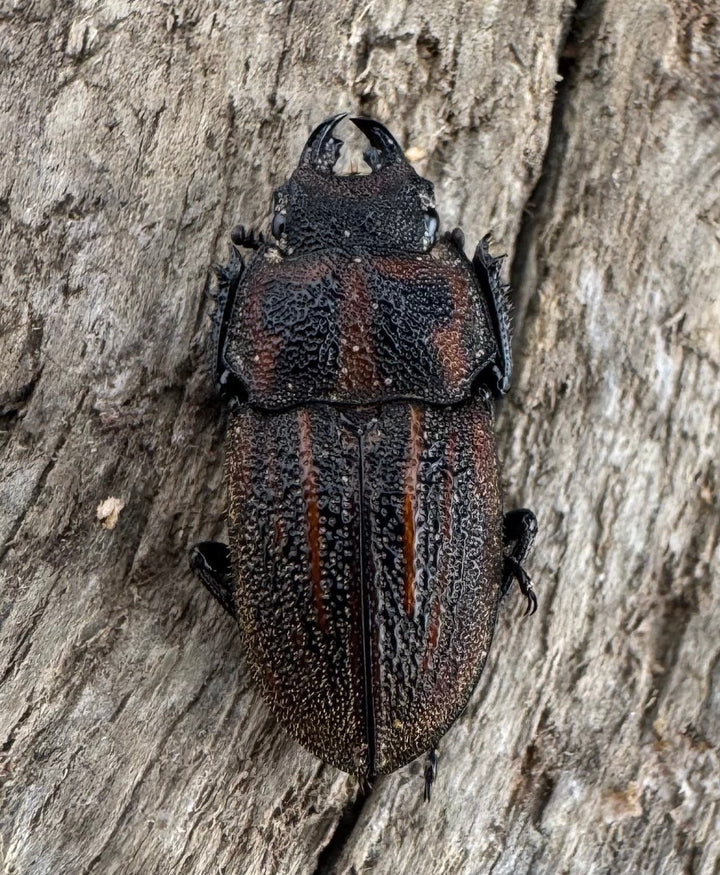 《ソウラニセネブト 16mm ♂♀♀トリオ》