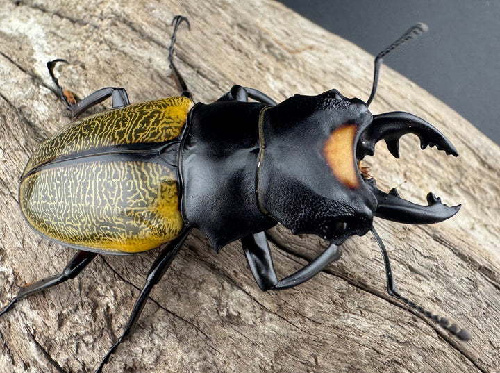 【WD】《スペクタビリスツヤクワガタ 61.5mm ペア》