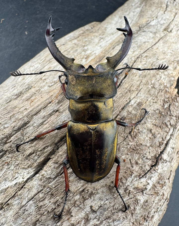 【WD】《セリケウスミヤマ原名亜種 59mm ペア》