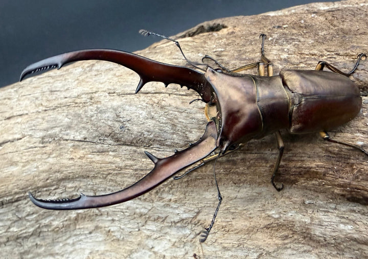 【WD】《メタリフェルホソアカ亜種アエノミカンス 71mm ペア》①