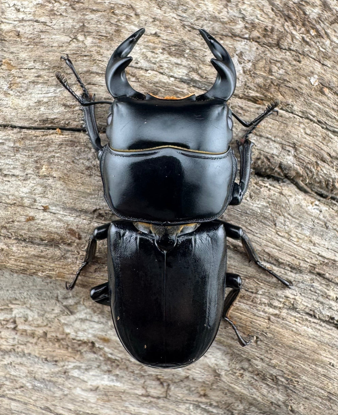 【WD】《ドルクスヤクシャ原名亜種 42mm ペア》