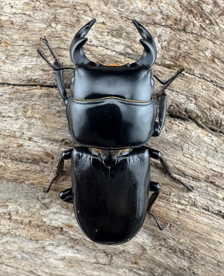 【WD】《ドルクスヤクシャ原名亜種 42mm ペア》