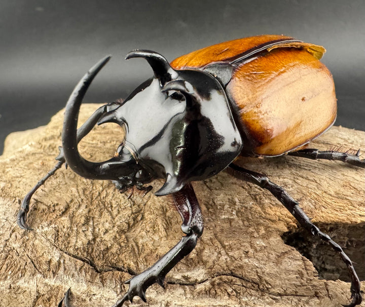 【WD】《スキットゴホンツノカブト 65mm ペア》