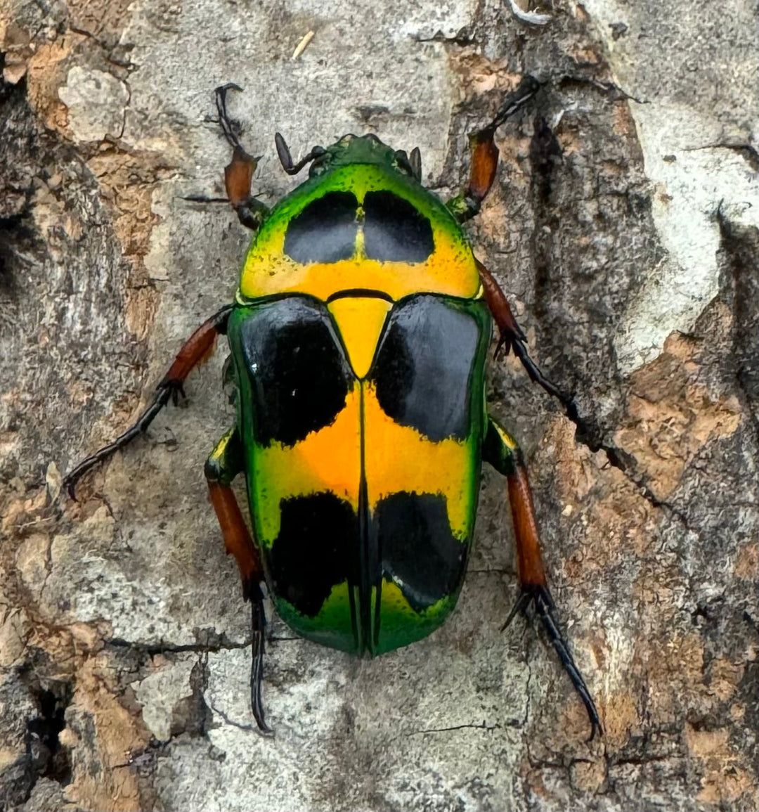 【WD】《マックレーツヤカナブン 赤タイプ ペア》