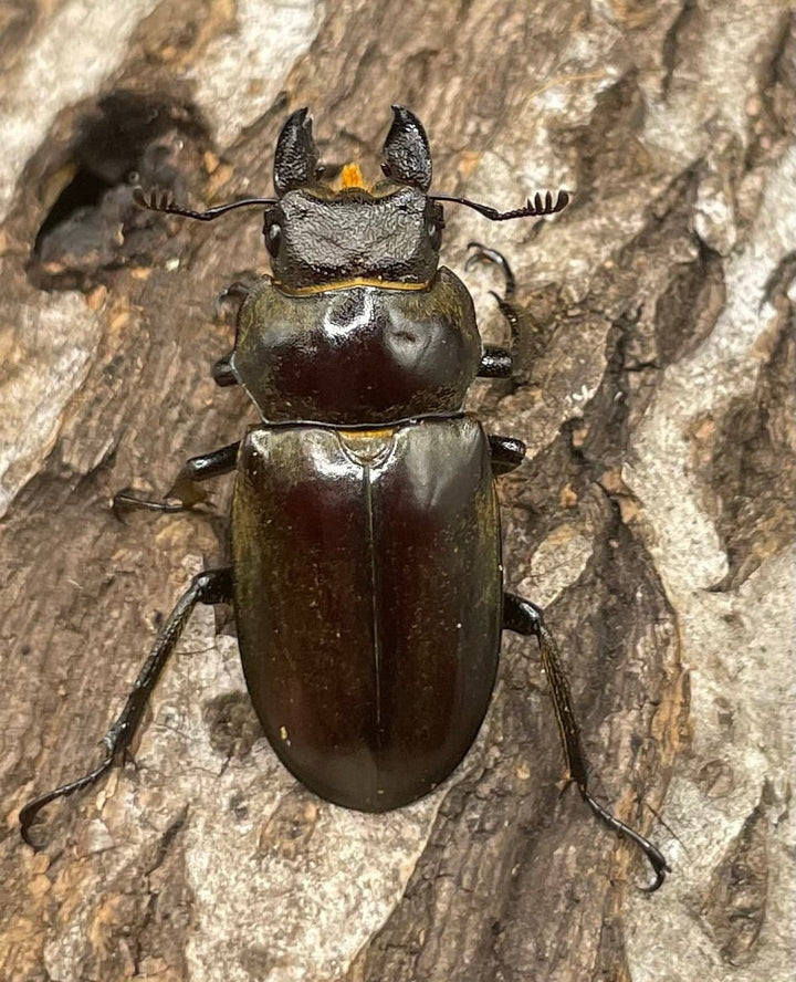 【WD】超貴重《ディルクミヤマクワガタ 50mm ペア》